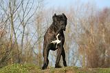 CANE CORSO 1336